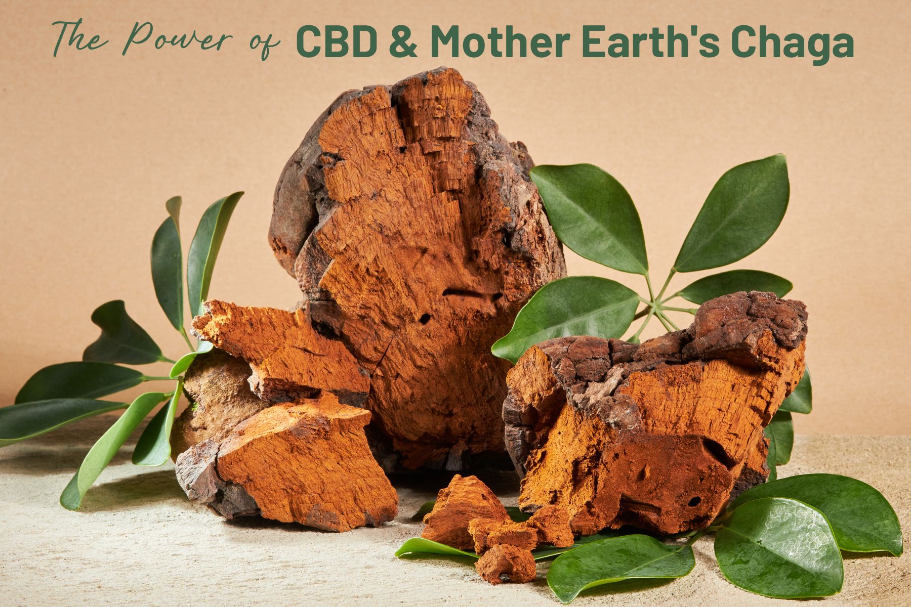 Discover the Power of CBD and Mother Earth’s Chaga Capsules: Unleashing the Ultimate Health Boost of Functional Mushrooms